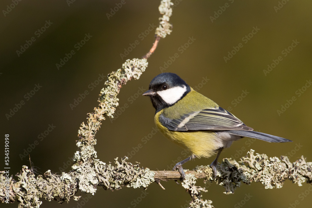 Obraz premium Colorful great tit ( Parus major ) perched on a tree trunk, photographed in horizontal, amazing background