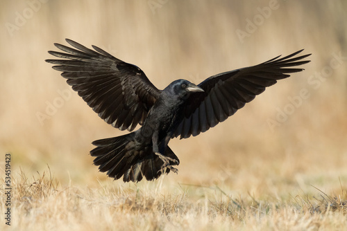 flying Bird Rook corvus frugilegus landing, black bird in winter time, Poland Europe photo