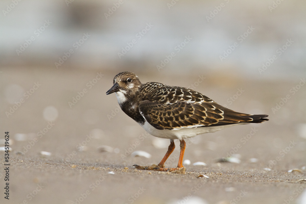 bird - Ruddy Turnstone migratory Arenaria interpres shorebird, migratory bird, Poland Europe Baltic Sea bird - Ruddy Turnstone migratory Arenaria interpres shorebird, migratory bird, Poland Europe Baltic Sea