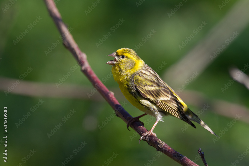 Fototapeta premium Bird European serin Serinus serinus perched on the tree, Poland Europe