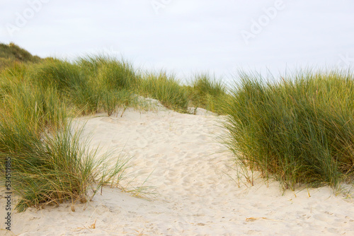 the dunes in Renesse, Zeeland in the Netherlands