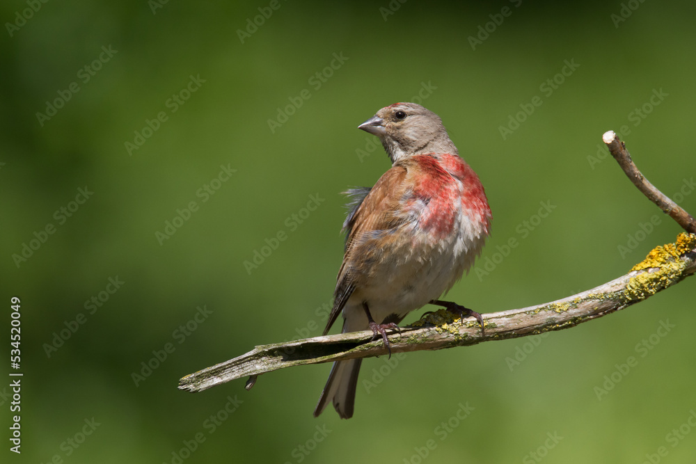 Fototapeta premium Bird Linnet Carduelis cannabina male, bird is bathing, summer time Poland, Europe green background