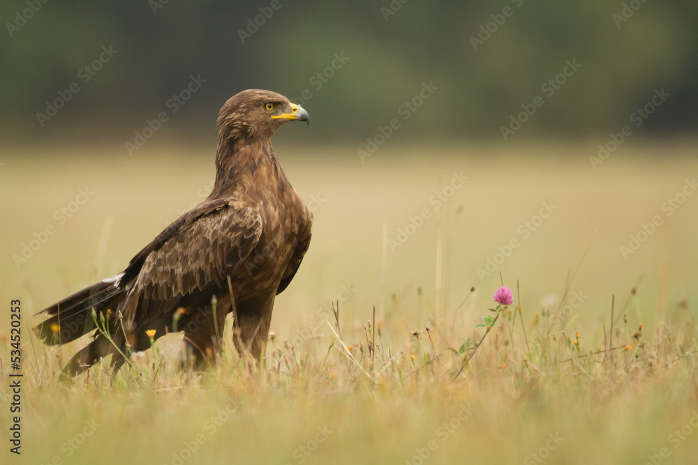 Fototapeta premium Birds of prey - Lesser Spotted Eagle Aquila pomarina