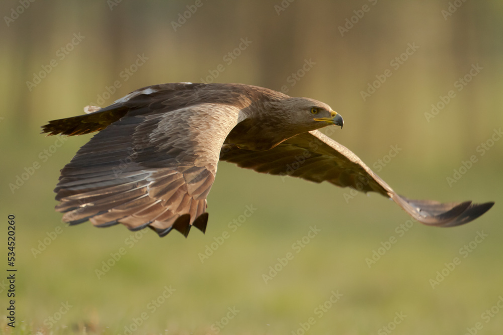 Obraz premium Birds of prey - Lesser Spotted Eagle Aquila pomarina