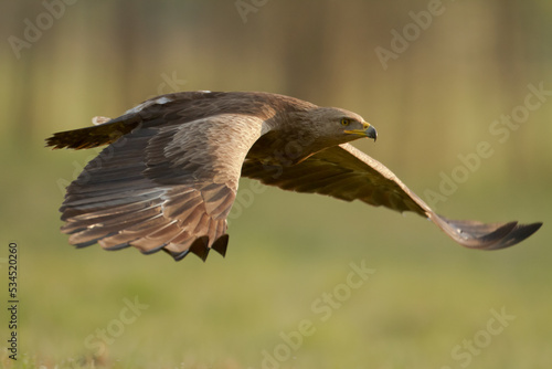 Birds of prey - Lesser Spotted Eagle Aquila pomarina