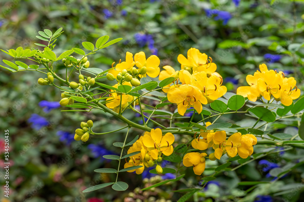 Argentine senna (Senna corymbosa) is an evergreen shrub that will grow from 2.5 - 3 m tall. It blooms in autumn with showy yellow flowers. Argentine senna (Senna corymbosa) is an evergreen shrub that will grow from 2.5 - 3 m tall. It blooms in autumn with showy yellow flowers.
