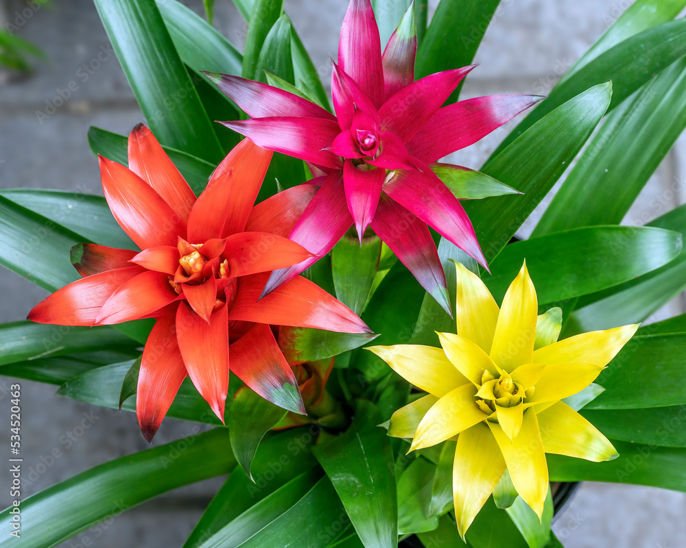 Obraz premium Colorful Guzmania flower bracts in yellow, pink and orange. Guzmania is a genus within the bromeliad family of plants