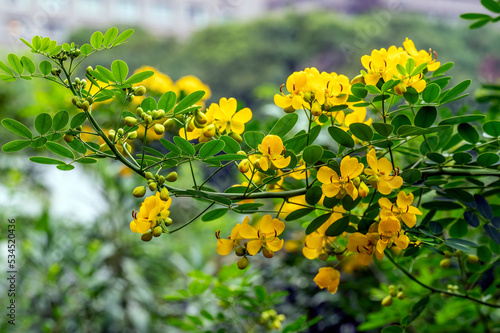 Argentine senna (Senna corymbosa) is an evergreen shrub that will grow from 2.5 - 3 m tall. It blooms in autumn with showy yellow flowers.