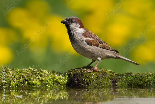 Bird House sparrow Passer domesticus photo