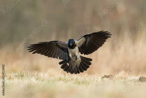 Bird - flying Hooded crow Corvus cornix in amazing warm background Poland Europe