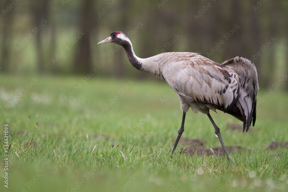 Fototapeta premium Wild common crane, grus grus, walking on hay field in spring nature. Large feathered bird landing on meadow from side view. Animal wildlife in wilderness.