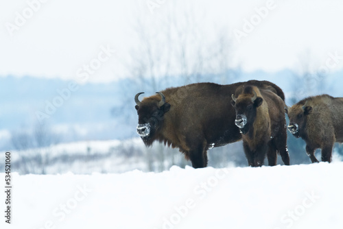 Mammals - wild nature European bison ( Bison bonasus ) Wisent herd standing on the winter snowy field North Eastern part of Poland, Europe Knyszynska Forest