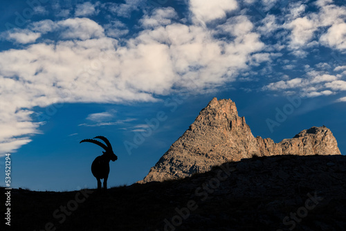 Sunset in the wild Alps, sihlouette of a king (Capra ibex) photo