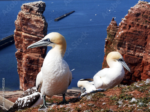 Photos Basstölpel (Morus bassanus), Lange Anna, Helgoland