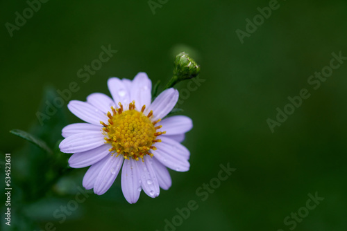 daisy flower with dew drops