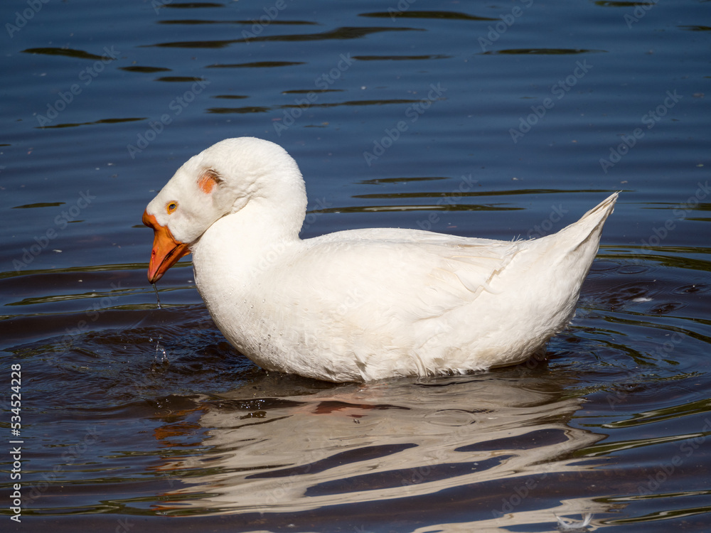 portrait of a goose