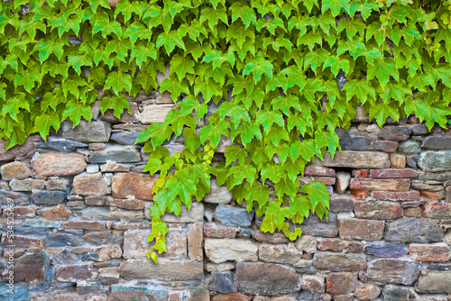 Old medieval stone wall covered with fresh green ivy