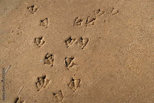 Many duck footprints in the sand found on the beach