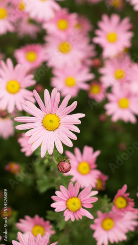 Argyranthemum pink flowers  silver bush flower  4