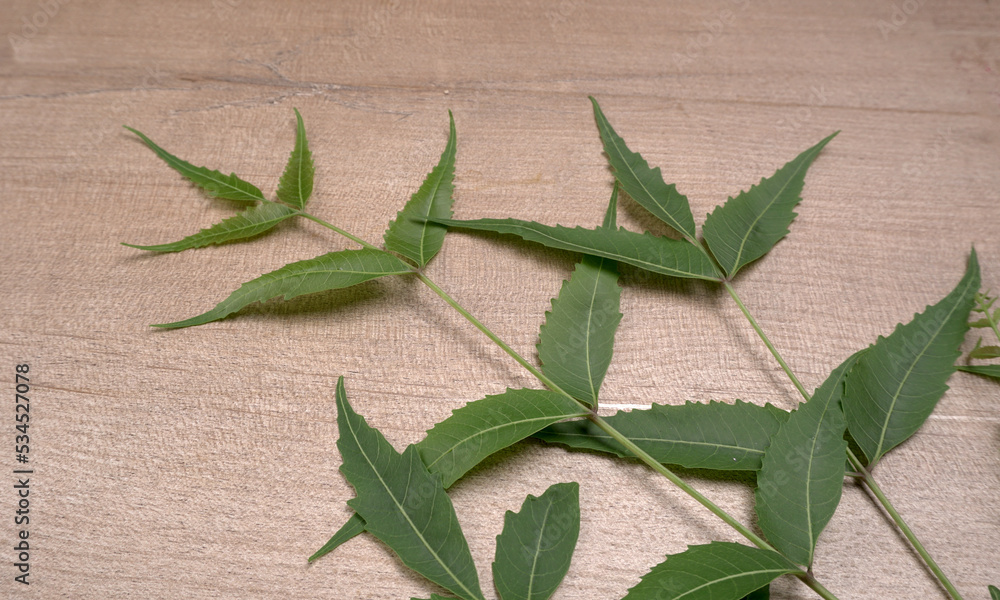 Obraz premium Neem leaves used as ayurvedic medicine with ground neem paste and juice Used in skin care, beauty products and creams.