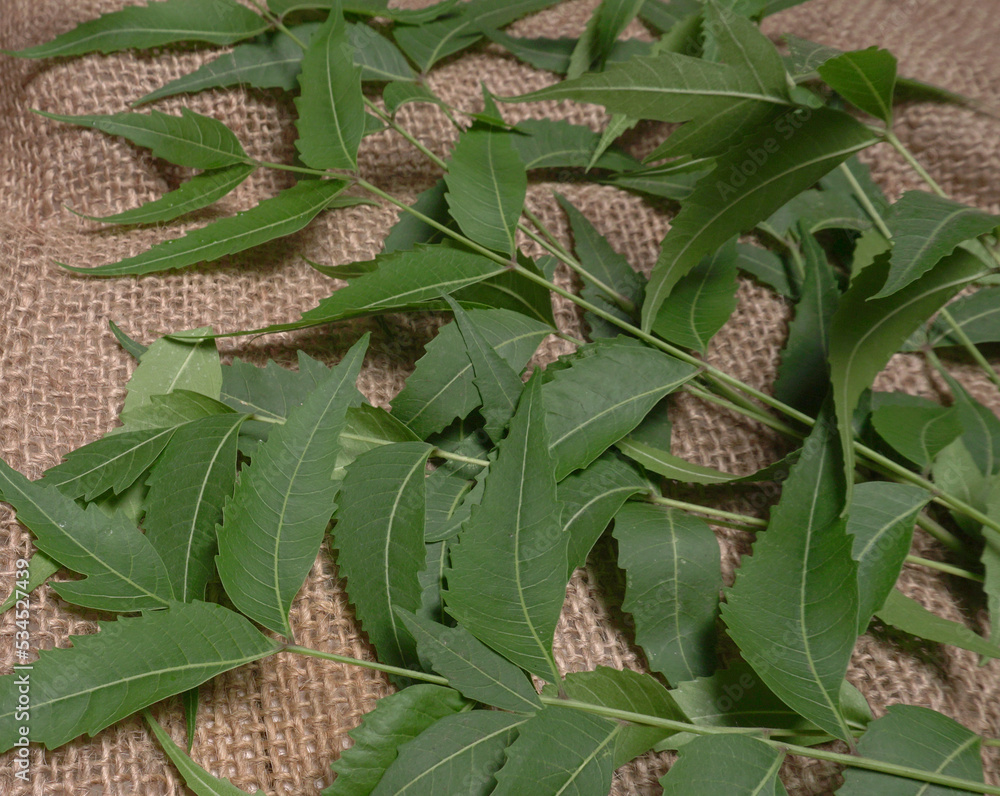 Obraz premium Neem leaves used as ayurvedic medicine with ground neem paste and juice Used in skin care, beauty products and creams.