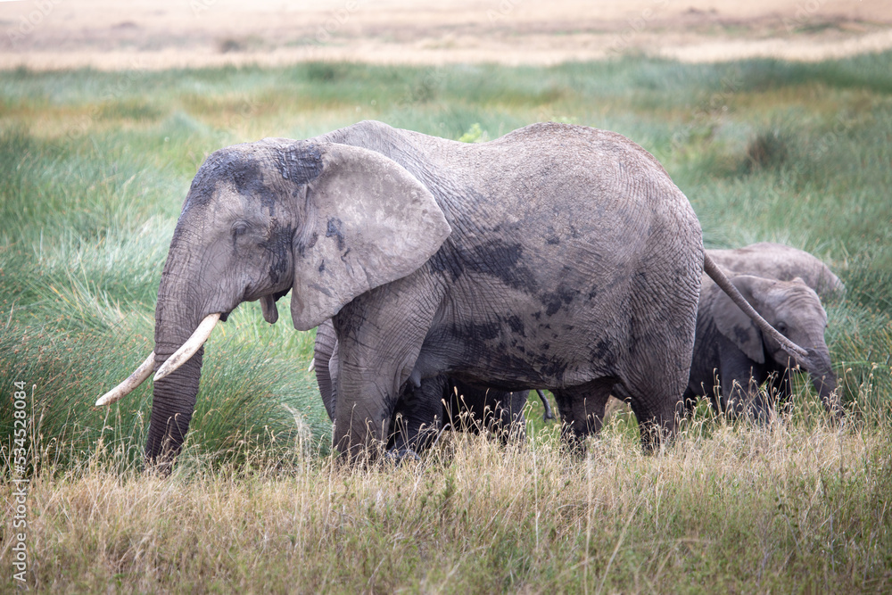 Fototapeta premium A family of elephants in the Serengeti National Park, Tanzania