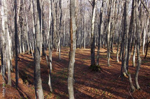 Forest in autumn with bare trees