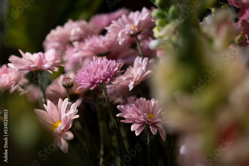 Fotografija Bunch of pastel pink dried flowers with other out of focus samples on the foregr