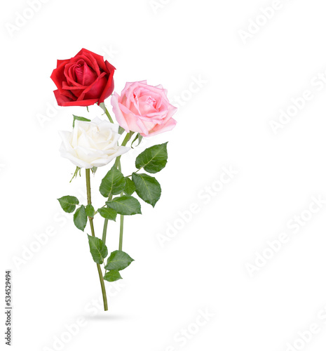 Rose with leaves isolated on white background