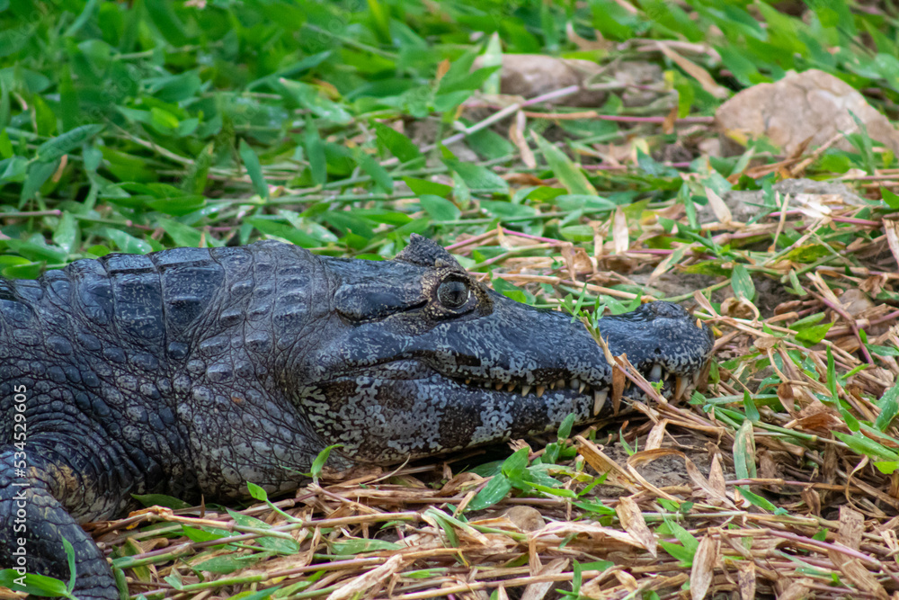 Naklejka premium alligator in the everglades