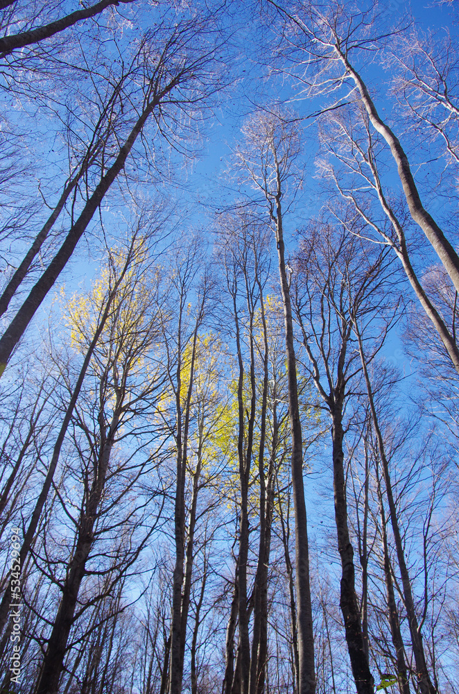 Fototapeta premium Autumn foliage with trees taking on intense colors