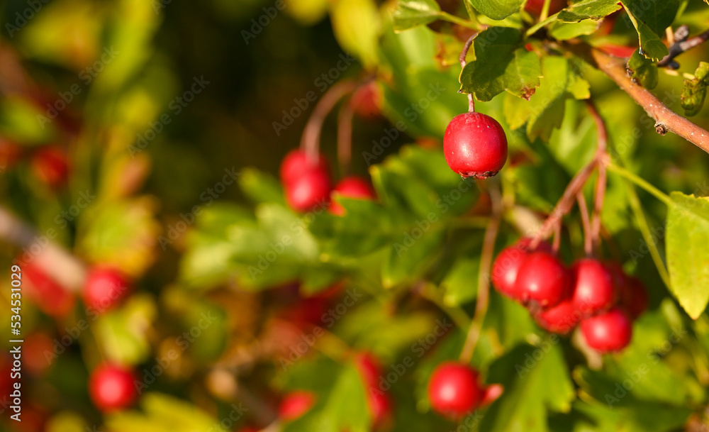 Beautiful close-up of a crataegus fruit Beautiful close-up of a crataegus fruit