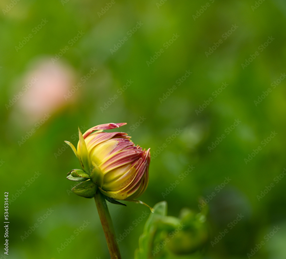 Beautiful close-up of a bud dahlia Beautiful close-up of a bud dahlia