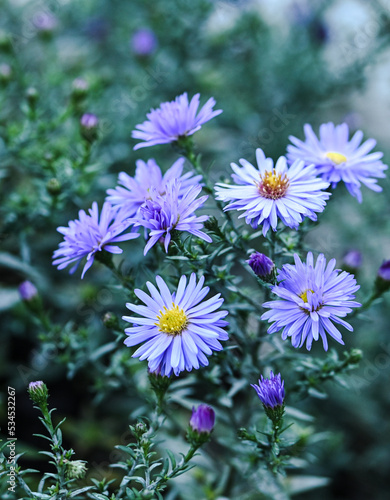 Beautiful close-up of aster dumosum