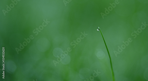 Beautiful close-up of a dewdrop