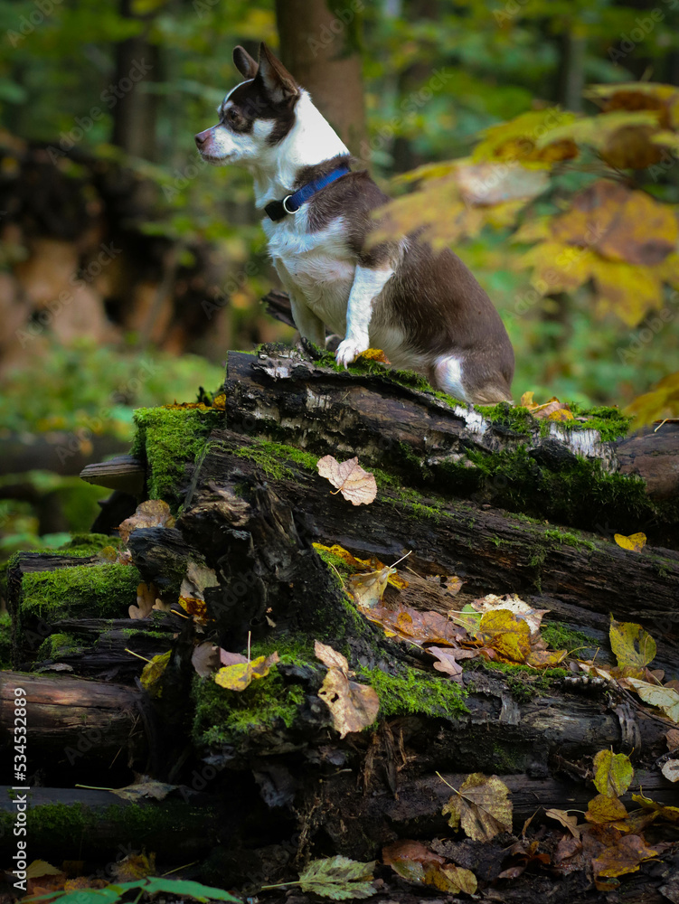 Obraz premium A little dog in the autumn forest