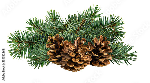 Cone and branch of fir-tree on a white background