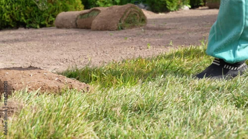 View of unrecognizable gardener unrolling sod on field of backyard. Worker laying roll lawn in the garden. Slow motion View of unrecognizable gardener unrolling sod on field of backyard. Worker laying roll lawn in the garden. Slow motion