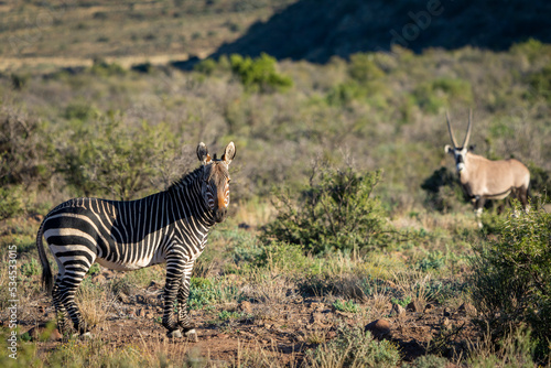 Cape mountain zebra (Equus zebra zebra) with a Gemsbok or South African oryx (Oryx gazella) in the background. Karoo, Beaufort West, Western Cape, South Africa