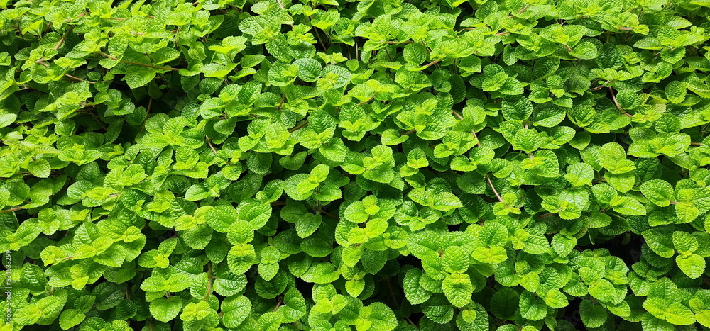 Fresh green leaves of Pilea nummulariifolia (Creeping Charlie) . Scientific name: Pilea nummulariifolia (Sw.) Wedd. A herbaceous plant with succulent stems to cover the soil. (aroma is like a mint)
Fresh green leaves of Pilea nummulariifolia (Creeping Charlie) . Scientific name: Pilea nummulariifolia (Sw.) Wedd. A herbaceous plant with succulent stems to cover the soil. (aroma is like a mint)