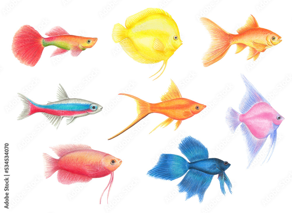 PNG transparent collection of aquarium fish, decorative neon tetra, goldfish, betta fish, discus, naturalist illustration in colored pencils