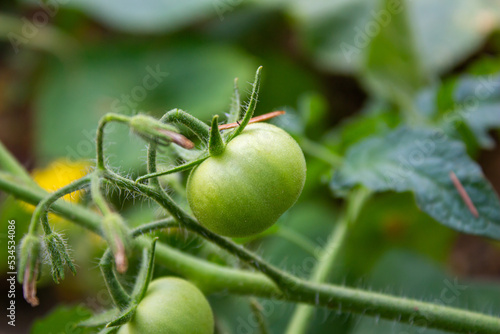 Tomatoes on a bush, growing vegetables in garden.