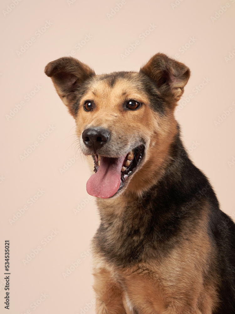 portrait of a beautiful dog beige background. Mix of breeds. Happy Pet in the studio portrait of a beautiful dog beige background. Mix of breeds. Happy Pet in the studio