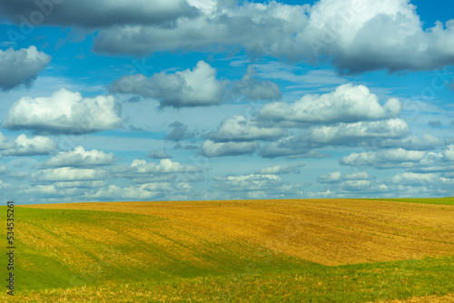 Yellow-green field and blue sky with expressive clouds