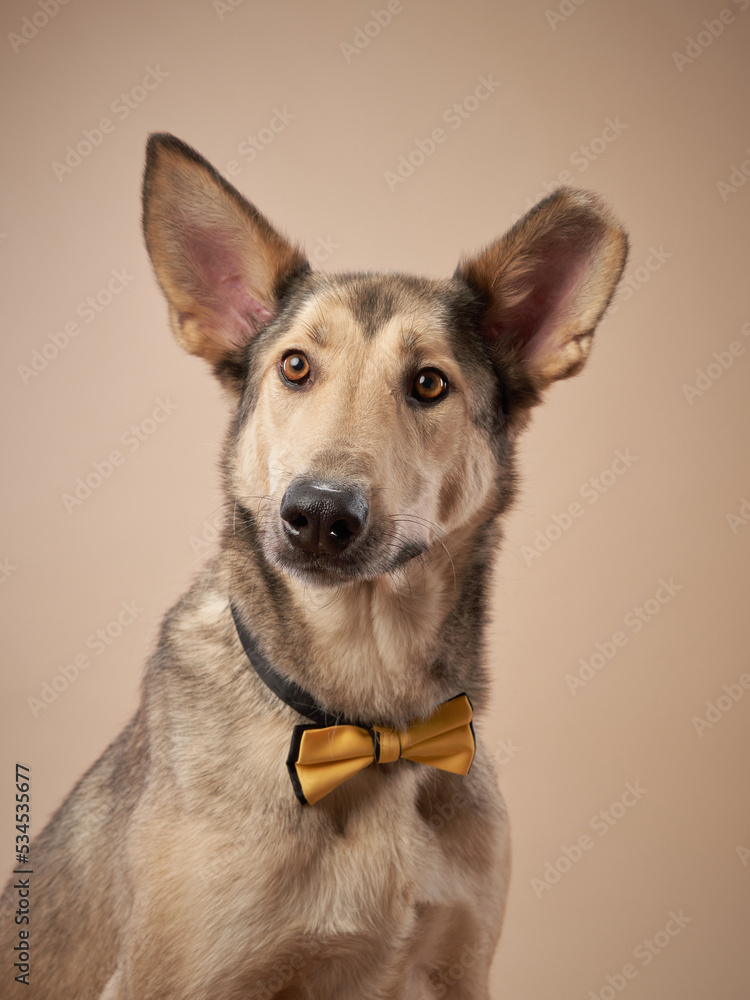 portrait of a beautiful dog in bow tie on beige background. Mix of breeds. Happy Pet in the studio