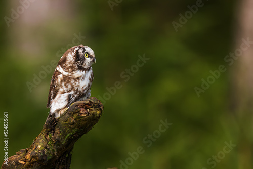 boreal owl or Tengmalm's owl (Aegolius funereus) waiting on the stump of a tree