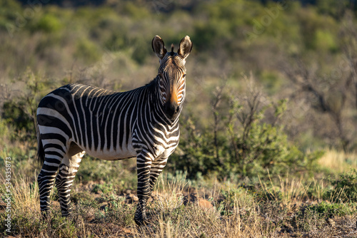 Cape mountain zebra  Equus zebra zebra . Karoo  Beaufort West  Western Cape  South Africa