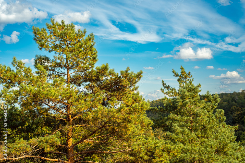 Beautiflul mountain scenery with pine trees and scenic clouds