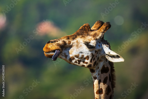 Nubian giraffe (Giraffa camelopardalis camelopardalis) head portrait only