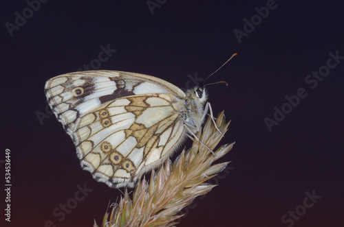 Un papillon Demi-deuil  au crépuscule perché sur une graminée pour la nuit (Melanargia galathea)